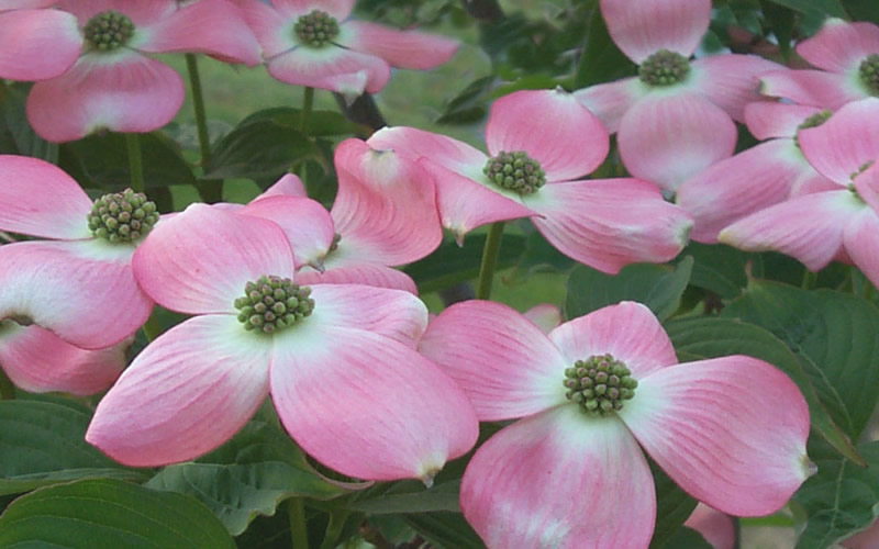 Hybrid Pink Dogwood florida x kousa