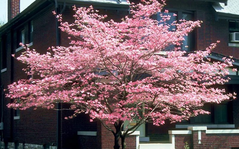 Hybrid Pink Dogwood florida x kousa