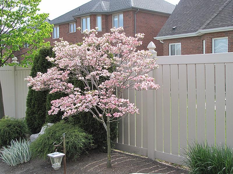 Hybrid Pink Dogwood florida x kousa