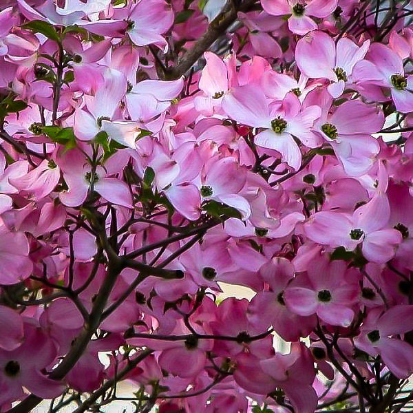 Hybrid Pink Dogwood florida x kousa