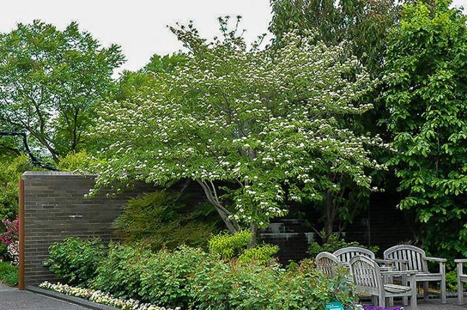 Hybrid Pink Dogwood florida x kousa