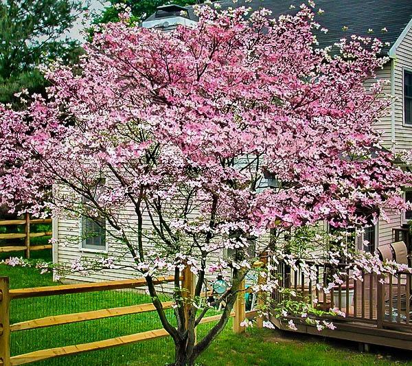Hybrid Pink Dogwood florida x kousa