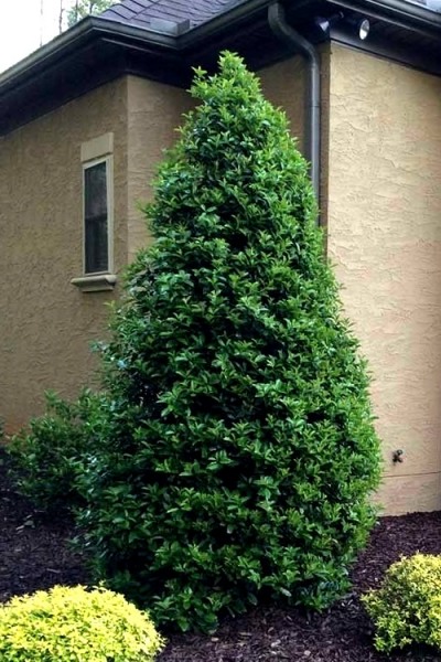 Oakland Holly