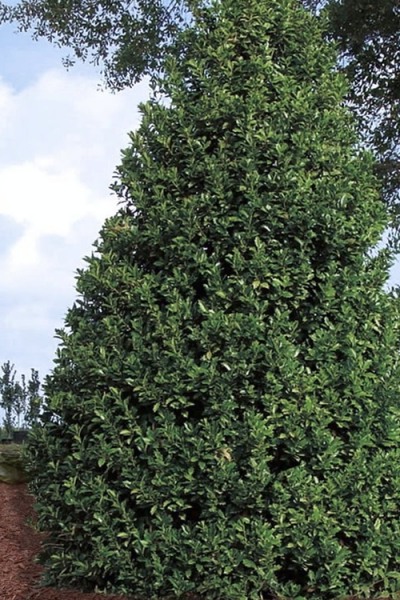 Oakland Holly