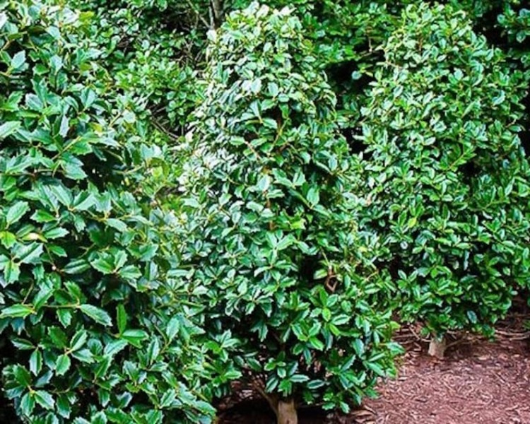 Oakland Holly