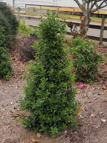 Oakland Holly