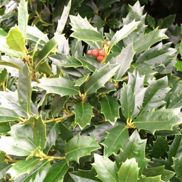Oakland Holly