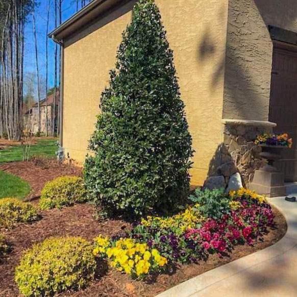 Oakland Holly