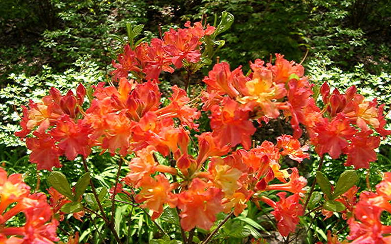 Oconee Native Azalea