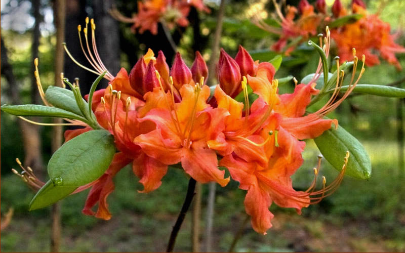 Oconee Native Azalea