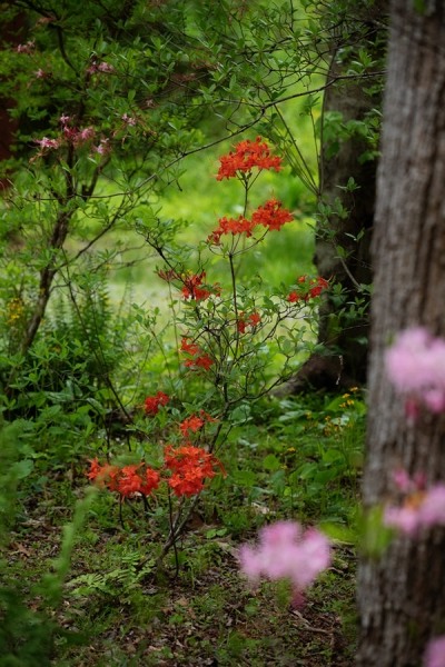Oconee Native Azalea