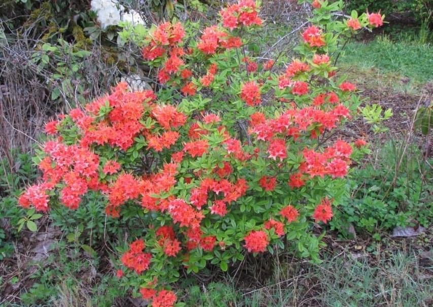 Oconee Native Azalea