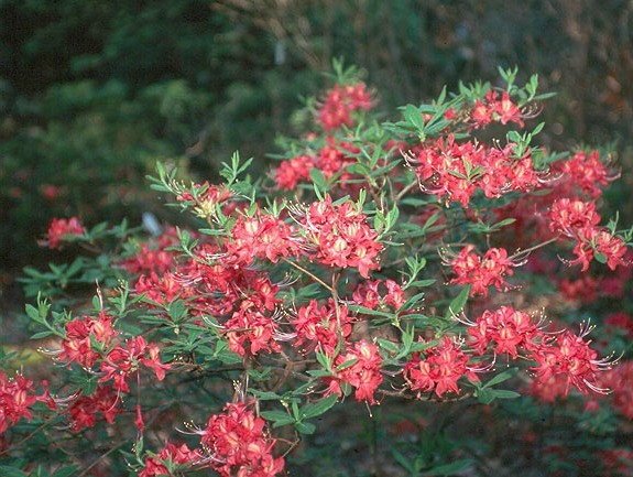 Oconee Native Azalea