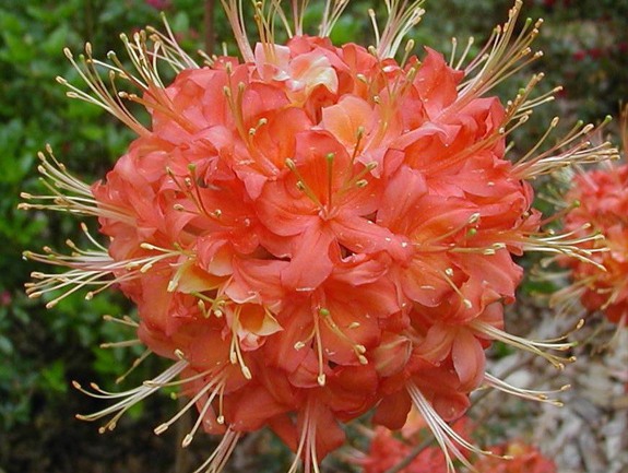 Oconee Native Azalea