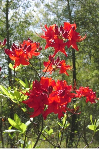Radiant Red Aromi Azalea