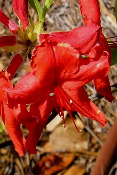 Radiant Red Aromi Azalea