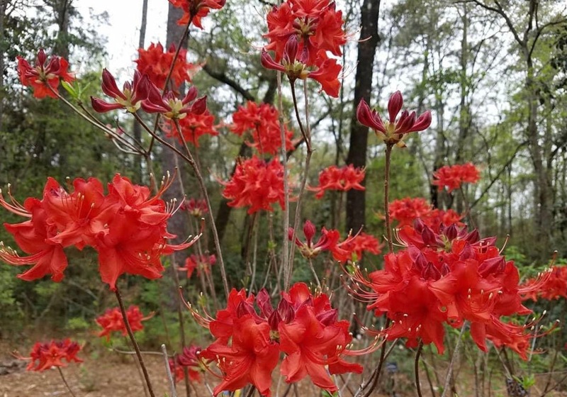 Radiant Red Aromi Azalea