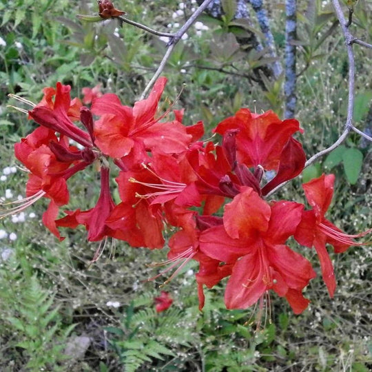 Radiant Red Aromi Azalea