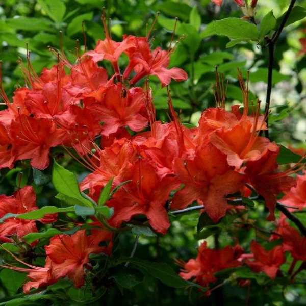 Radiant Red Aromi Azalea