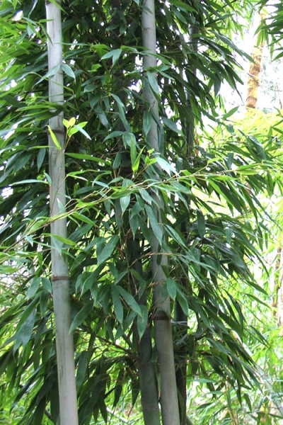 Henon Giant Gray Bamboo