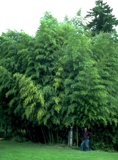 Henon Giant Gray Bamboo