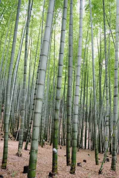 Henon Giant Gray Bamboo