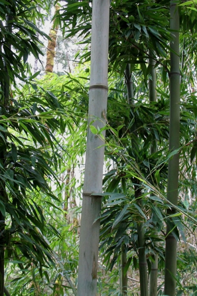 Henon Giant Gray Bamboo