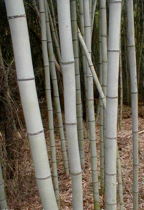 Henon Giant Gray Bamboo