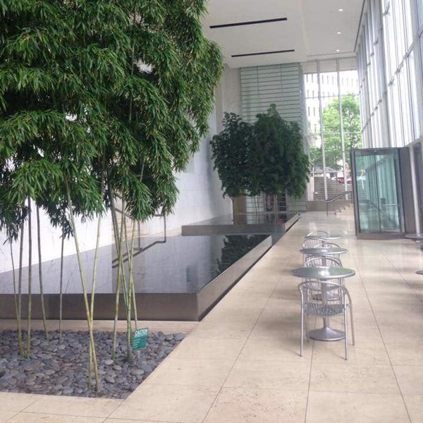 Henon Giant Gray Bamboo