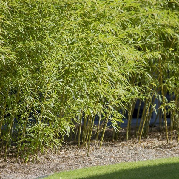 Henon Giant Gray Bamboo
