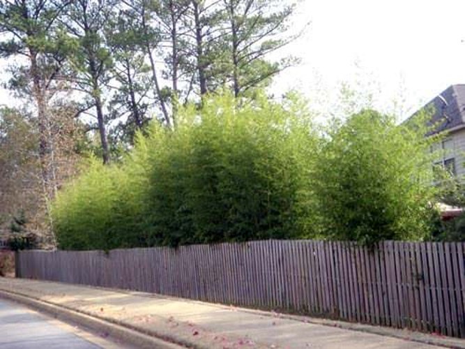 Henon Giant Gray Bamboo