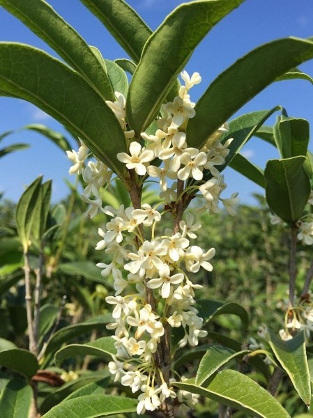 Fragrant White Tea Olive