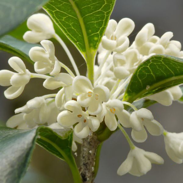Fragrant White Tea Olive