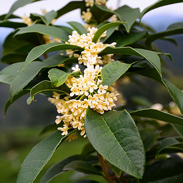 Fragrant White Tea Olive