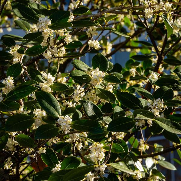 Fragrant White Tea Olive