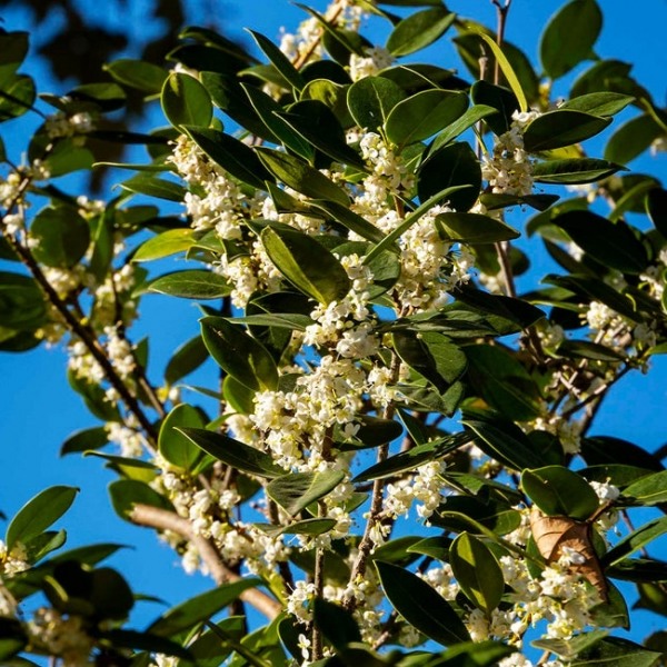 Fragrant White Tea Olive