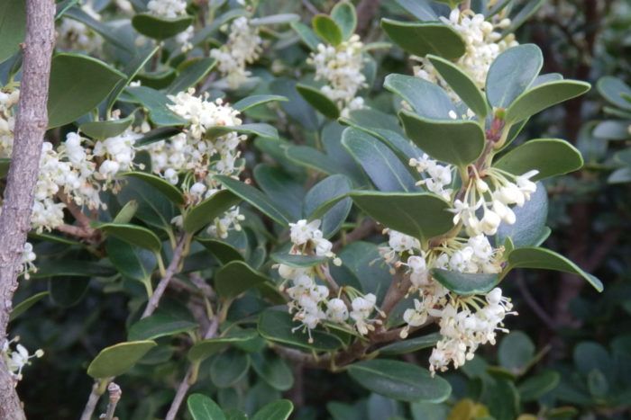 Fragrant White Tea Olive