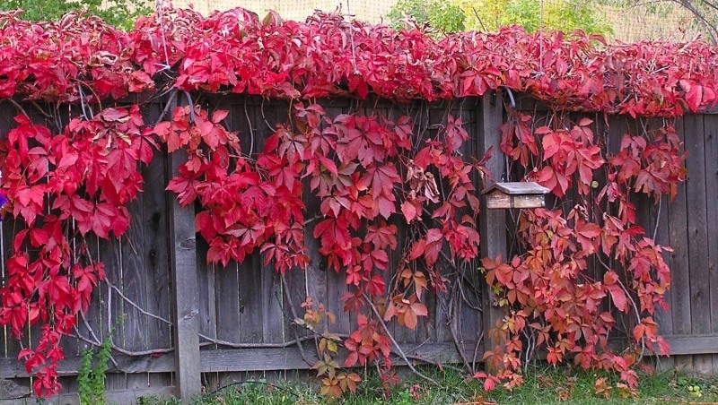 Missing October Virginia creeper