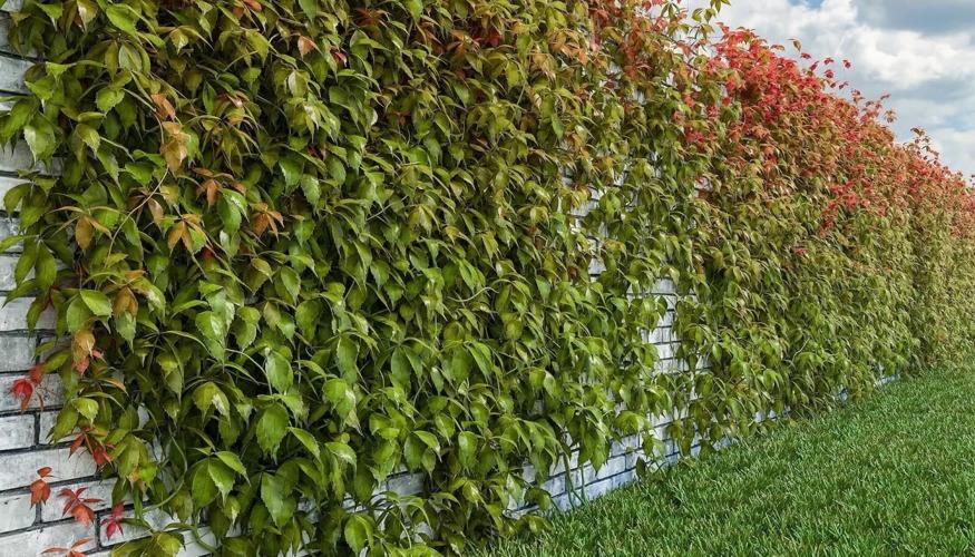 Missing October Virginia creeper