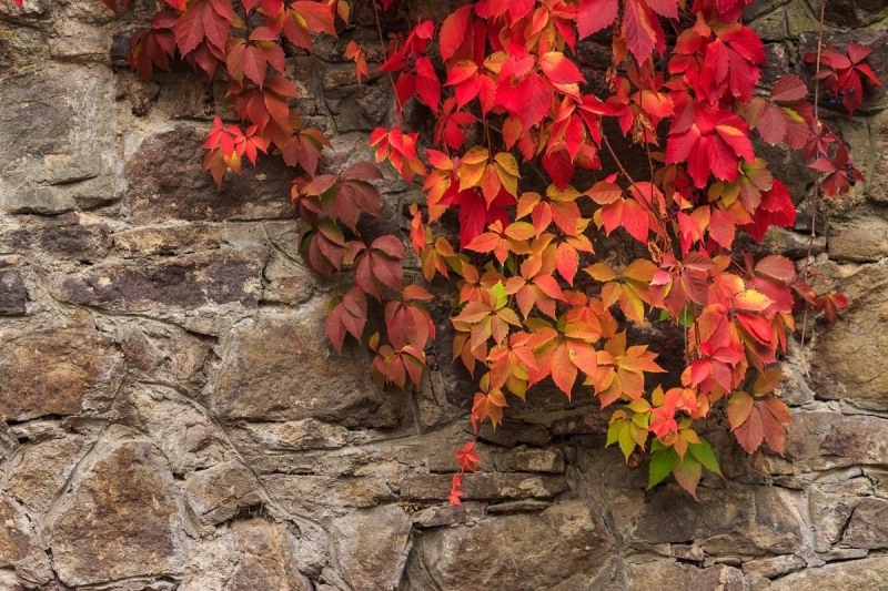 Missing October Virginia creeper