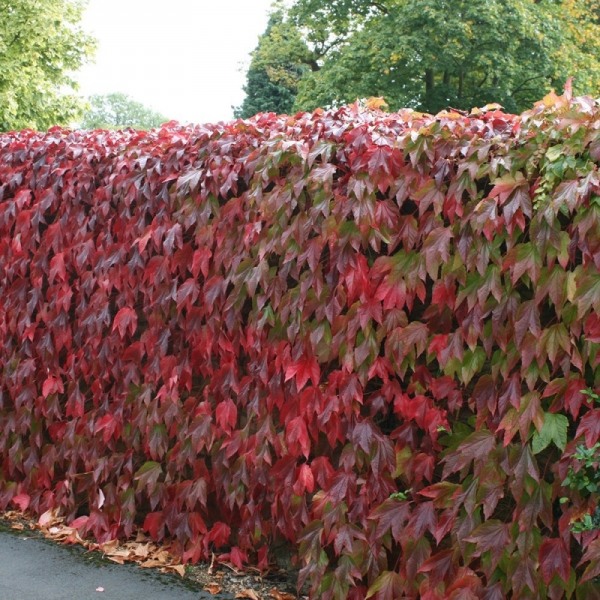 Missing October Virginia creeper