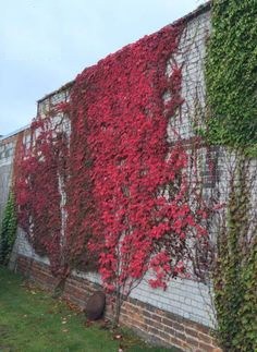 Missing October Virginia creeper