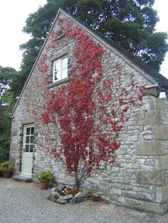 Missing October Virginia creeper