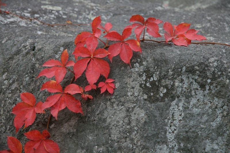 Missing October Virginia creeper