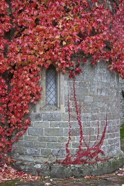 Missing October Virginia creeper