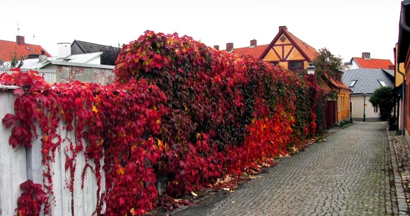 Missing October Virginia creeper