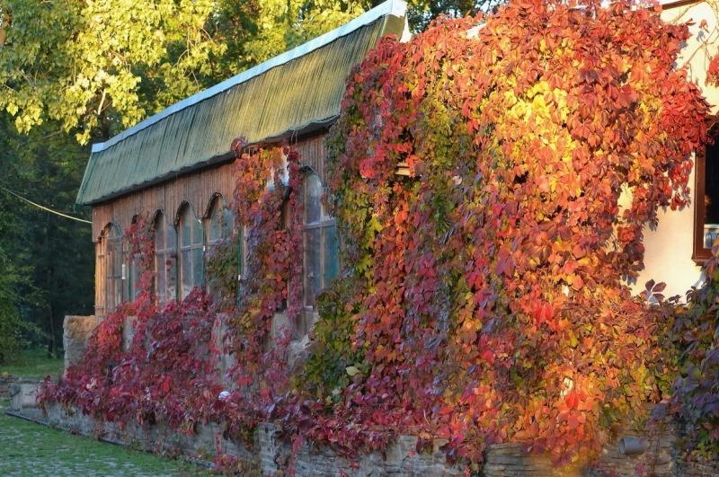 Missing October Virginia creeper