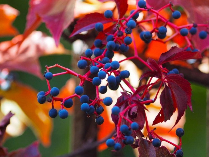 Missing October Virginia creeper