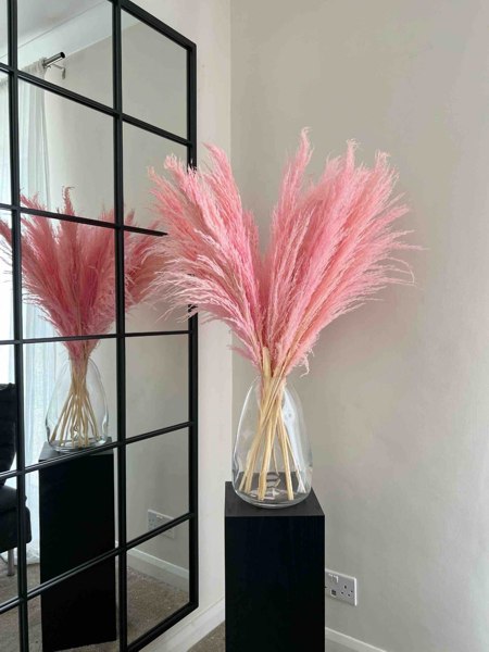 Pink Pampas Grass
