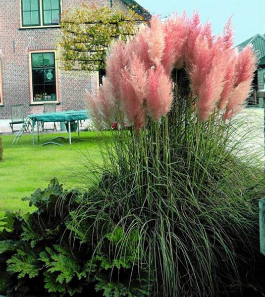 Pink Pampas Grass